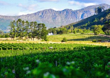 Western Cape winelands