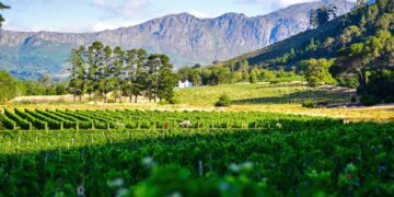 Western Cape winelands