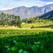 Western Cape winelands