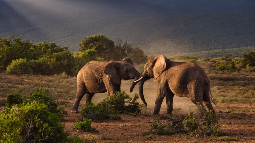 Addo Elephant National Park elephants