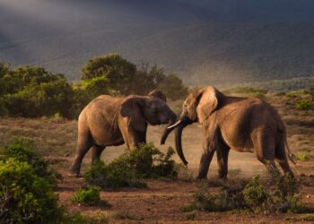 Addo Elephant National Park elephants