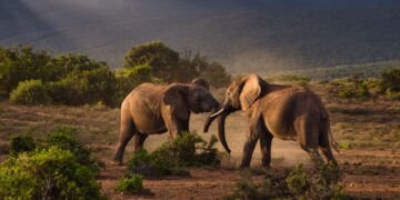 Addo Elephant National Park elephants