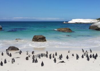 Penguins at Boulder's beach, Cape Town