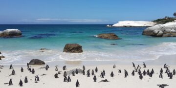 Penguins at Boulder's beach, Cape Town