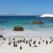 Penguins at Boulder's beach, Cape Town