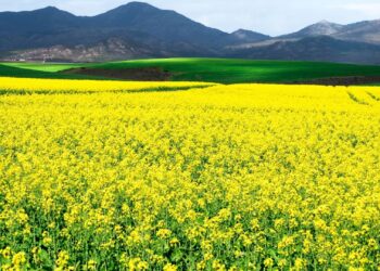 Fields in Cape Overberg