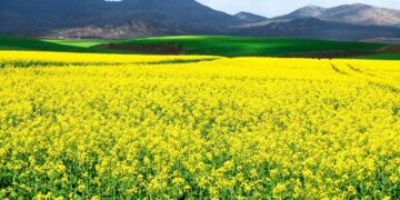 Fields in Cape Overberg