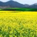 Fields in Cape Overberg