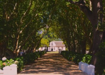 Winery in the Cape Winelands