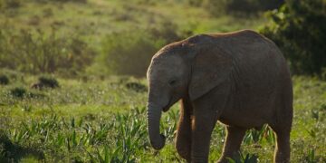 Elephant in the Eastern Cape