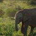 Elephant in the Eastern Cape