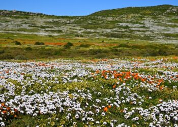 Wildflowers on the West Coast