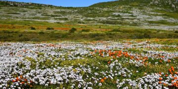 Wildflowers on the West Coast