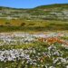 Wildflowers on the West Coast