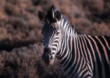 Zebras in Gqeberha