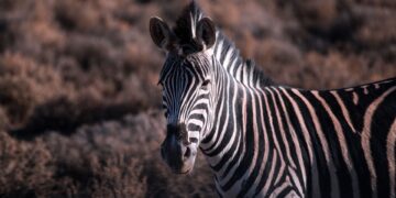 Zebras in Gqeberha