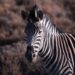 Zebras in Gqeberha