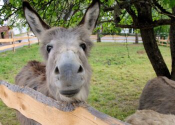 Donkeys in Greyton