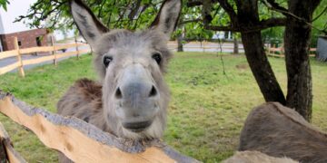 Donkeys in Greyton