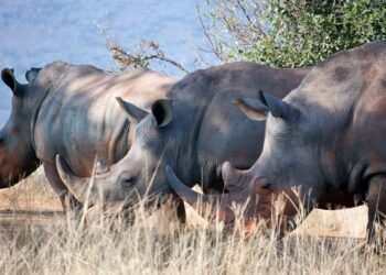 Hluhluwe-iMfolozi Park in Zululand