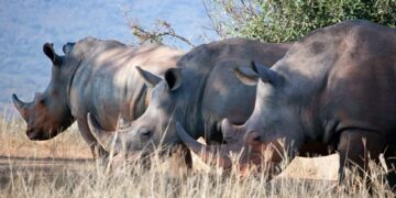 Hluhluwe-iMfolozi Park in Zululand