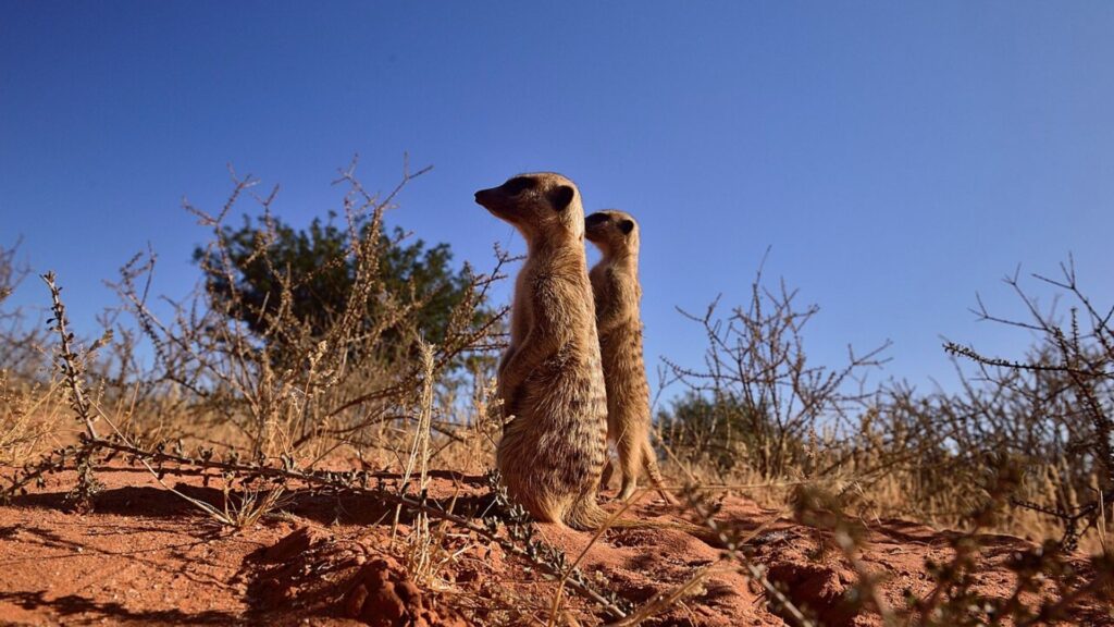 Meerkats in the Kalahari, Northern Cape