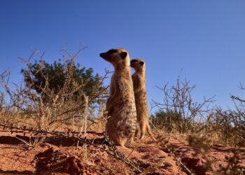 Meerkats in the Kalahari, Northern Cape