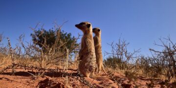 Meerkats in the Kalahari, Northern Cape