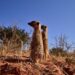 Meerkats in the Kalahari, Northern Cape