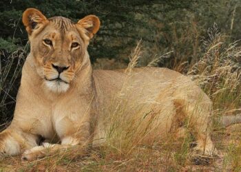 Kgalagadi Transfrontier Park in the Northern Cape