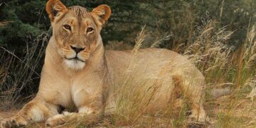 Kgalagadi Transfrontier Park in the Northern Cape