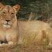 Kgalagadi Transfrontier Park in the Northern Cape