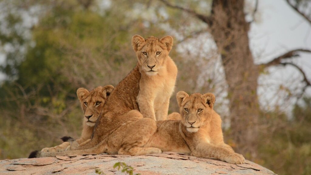 Kruger National Park lions