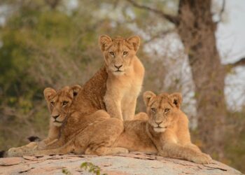 Kruger National Park lions