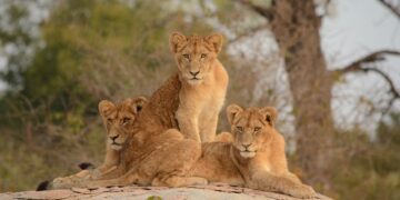 Kruger National Park lions