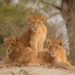 Kruger National Park lions