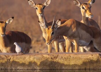 Impala at Madikwe Game Reserve