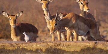 Impala at Madikwe Game Reserve