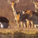 Impala at Madikwe Game Reserve