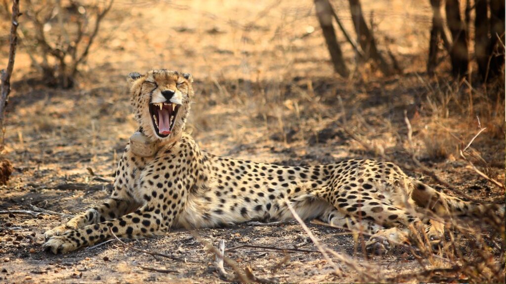 Madikwe Game Reserve in the North West