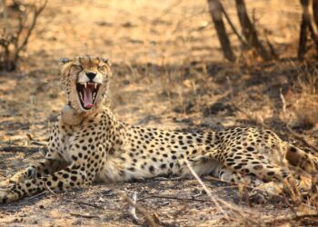 Madikwe Game Reserve in the North West