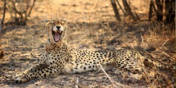 Madikwe Game Reserve in the North West