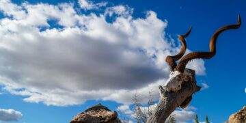 Mapungubwe national park Bela-Bela