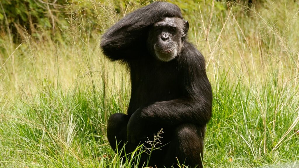 Chimpanzee in Mbombela