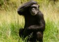 Chimpanzee in Mbombela