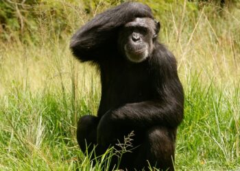 Chimpanzee in Mbombela