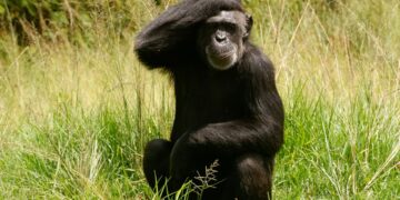 Chimpanzee in Mbombela