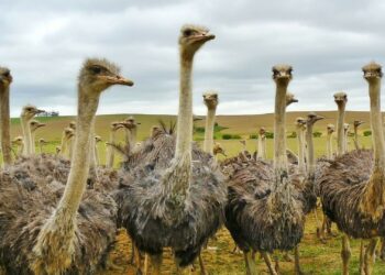 Ostriches in Oudtshoorn