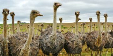 Ostriches in Oudtshoorn