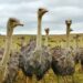 Ostriches in Oudtshoorn